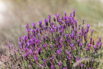 Obraz premium Flowering lavender plant near Garrovillas de Alconetar