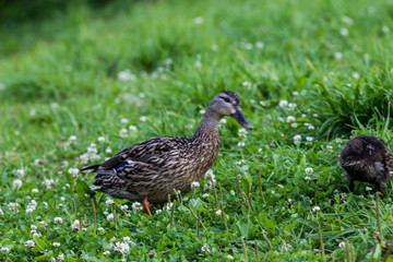 wild ducks in search of food on the grass by the lake