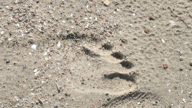 24077_The_foot_print_on_the_sand_on_the_beach.mov