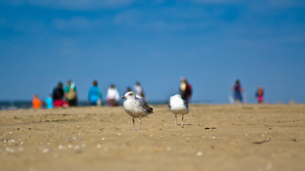 Seagull at the beach with people in the background.