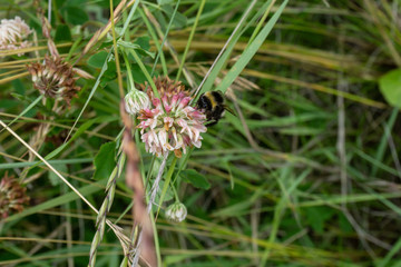 bumble bee on wild flower