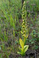 green grass in spring
