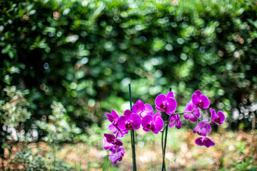 Orchidea