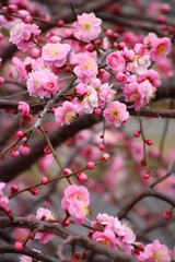 満開の枝垂れ梅