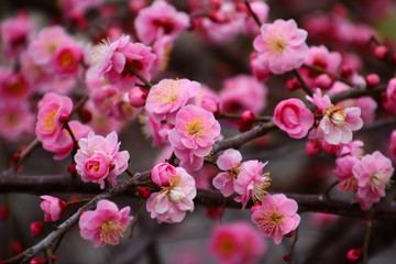 満開の枝垂れ梅