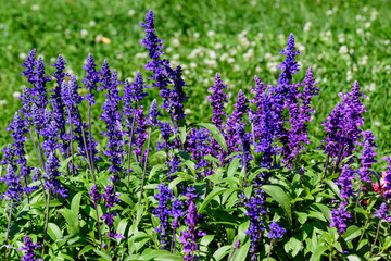 Fototapeta premium Dark blue flowers of Salvia officinalis, commonly known as garden sage, common sage, or culinary sage, in soft focus, in a garden in a sunny summer day