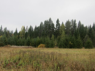 Fototapeta premium taiga