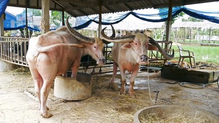 Video 4k of albino water buffalo resting at farm