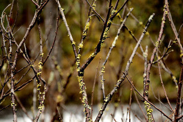 Ivan Mushroom willow Branch Green Summer Brown Beautiful closeup outdoors close-up of Mushrooms on a branch