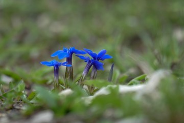 flowers on blue sky background