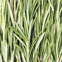 texture of rosemary leaves closeup
