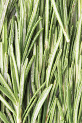 texture of rosemary leaves closeup