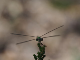 Weidenjungfer bei der Ansitzjagd
