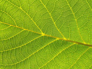 green leaf close-up texture background