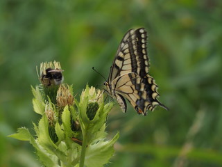seltener Schwalbenschwanz auf einer Blüte