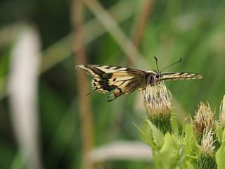 seltener Schwalbenschwanz auf einer Blüte