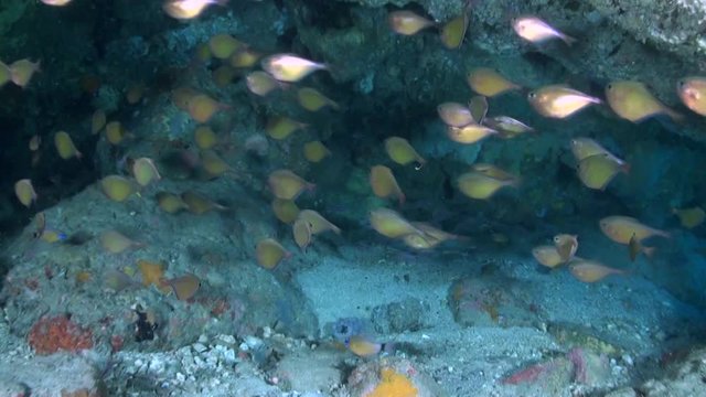  Silver Sweepers (Pempheris schwenkii) Inside Underwater Cavern - Philippines