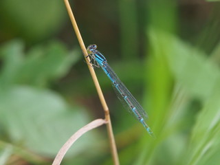 dragonfly on blade of grass