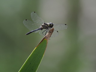Dragonfly on leaf