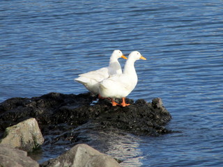 rocky and ducks