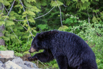 Black bear mounting rock - near Whistler Olympic Village