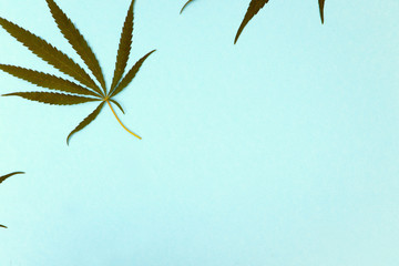 Wild marijuana isolated on a light background. Cannabis ruderalis or ruderalis. Plant ornaments on...