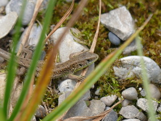 frog in pond