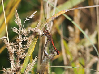 Blutrote Heidelibelle im Herbst