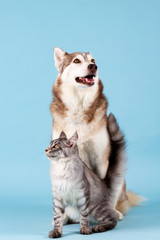 Chien Husky siberien et chat Maine Coon