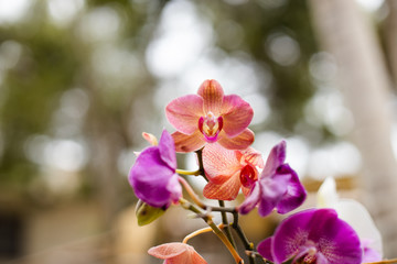 Fototapeta na wymiar Orange and purple orchids