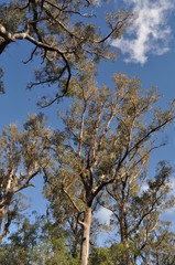 Tuart trees, Eucalyptus gomphocephala, Tuart Forest National Park,  the largest remaining forest of pure Tuart in the world, near Busselton, Western Australia, Australia