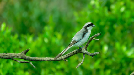 Grey-backed Fiscal