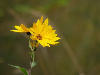 leuchtend gelbe Herbstblumen