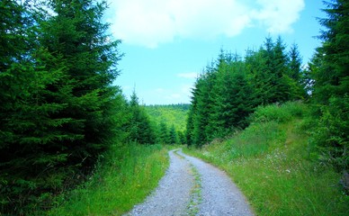 a forest road among the trees on the mountain