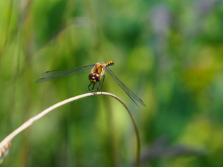 dragonfly on leaf