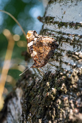 Obraz premium butterfly on tree take rest on sun