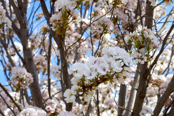 Сlose up of pink cherry blossom-sakura flower blooming against blue sky