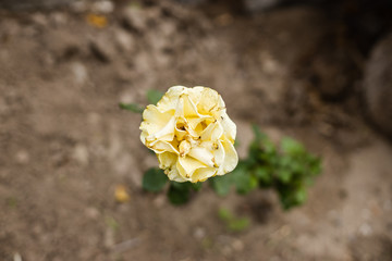 Yellow flower from above