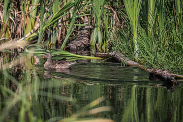duck in the pond