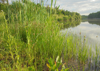marsh plants growing near the pond. Juncus, Subularia aquatica, Typha latifolia