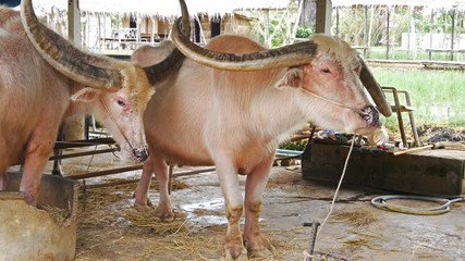 Video 4k of albino water buffalo resting at farm