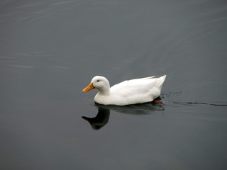 duck on the water