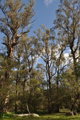 Obraz na płótnie Canvas Tuart trees, Eucalyptus gomphocephala, road through Tuart Forest National Park, the largest remaining forest of pure Tuart in the world, near Busselton, Western Australia, Australia