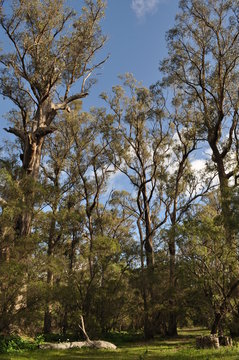 Tuart trees, Eucalyptus gomphocephala, road through Tuart Forest National Park,  the largest remaining forest of pure Tuart in the world, near Busselton, Western Australia, Australia