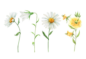 Fototapeta premium wildflowers set. watercolor drawing