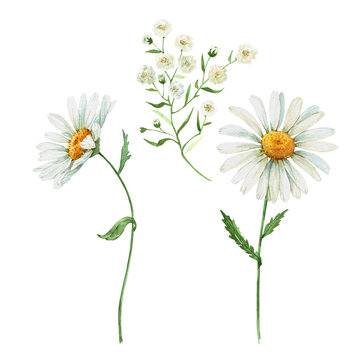 wildflowers daisies on a white background.