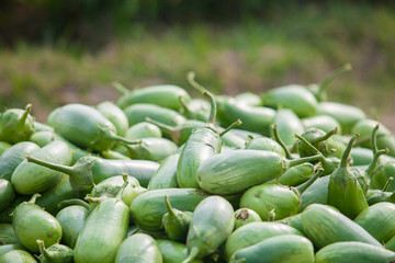 Green Eggplants in Thakurgong, Bnagladesh.