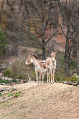 Two Kulan (Equus Hemionus Kulan) grazing in a field.