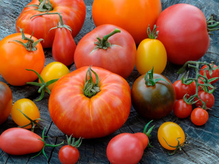 Tomatoes of different colors and shapes.