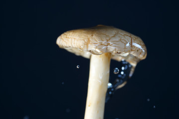 The mushrooms form the third great kingdom of eukaryotic creatures besides the animals and the...